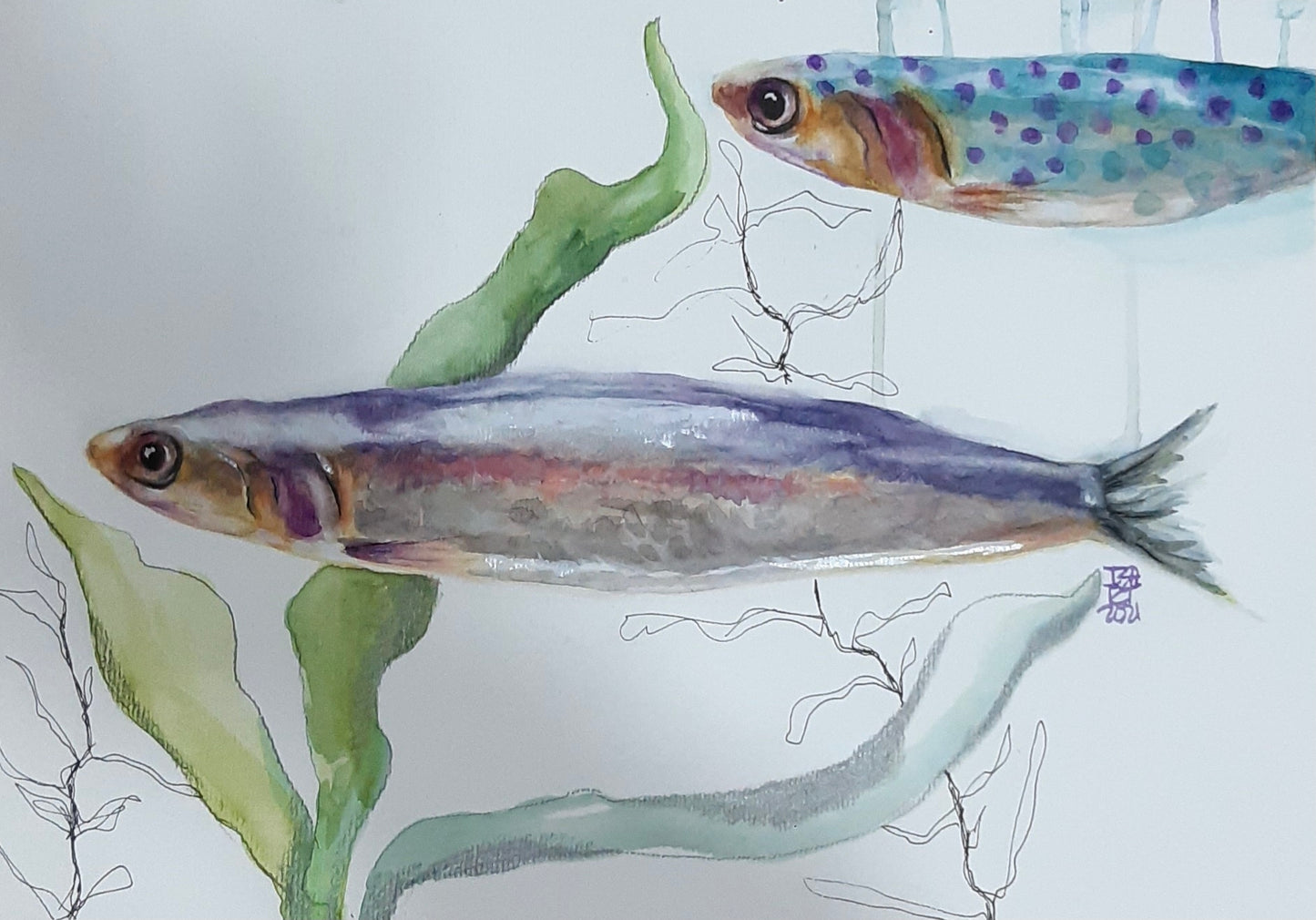 Peces