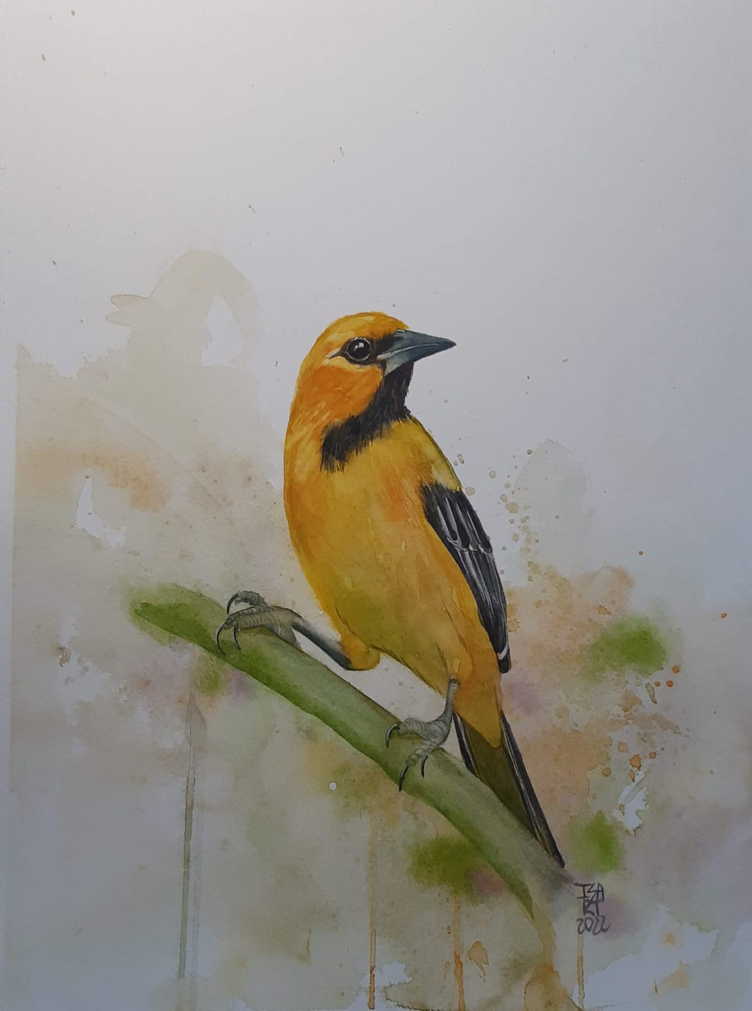 Turpial Amarillo